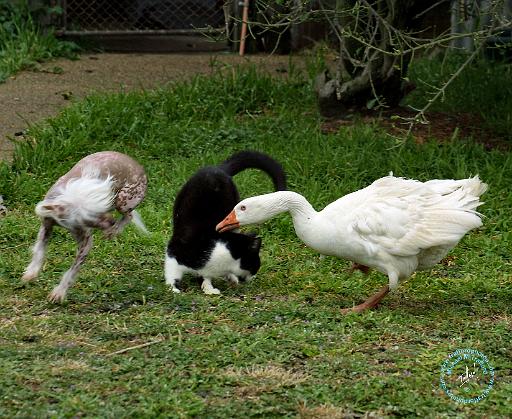 Goose and Cat and Dog 9P31D-67.JPG